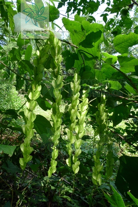  p>穿龙薯蓣(学名: i>discorea nipponica makino /i>),又名:穿山龙