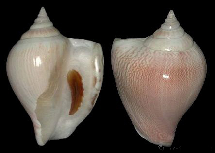  p>水晶凤凰螺(学名: i>laevistrombus canarium /i>):成贝长30 - 105