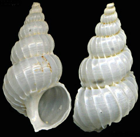  p>克里斯海蛳螺是一种中腹足目,海蛳螺科类生物.螺壳尺寸15 mm.