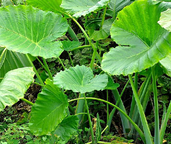 植物大野芋,分布于我国江西,福建,广东,广西,云南等地.