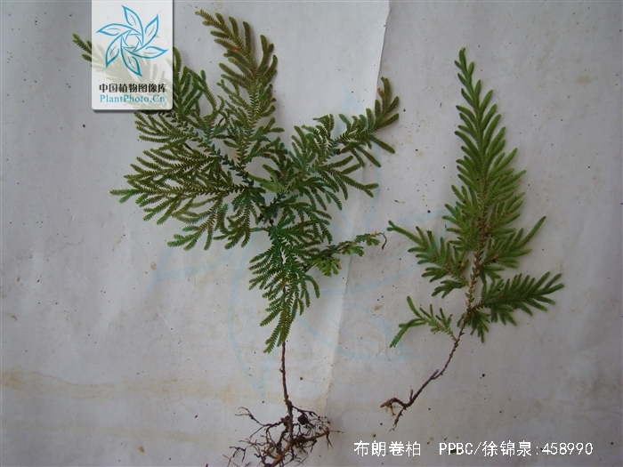  p>布朗卷柏( a target="_blank" href="/item/学名/8074290" data