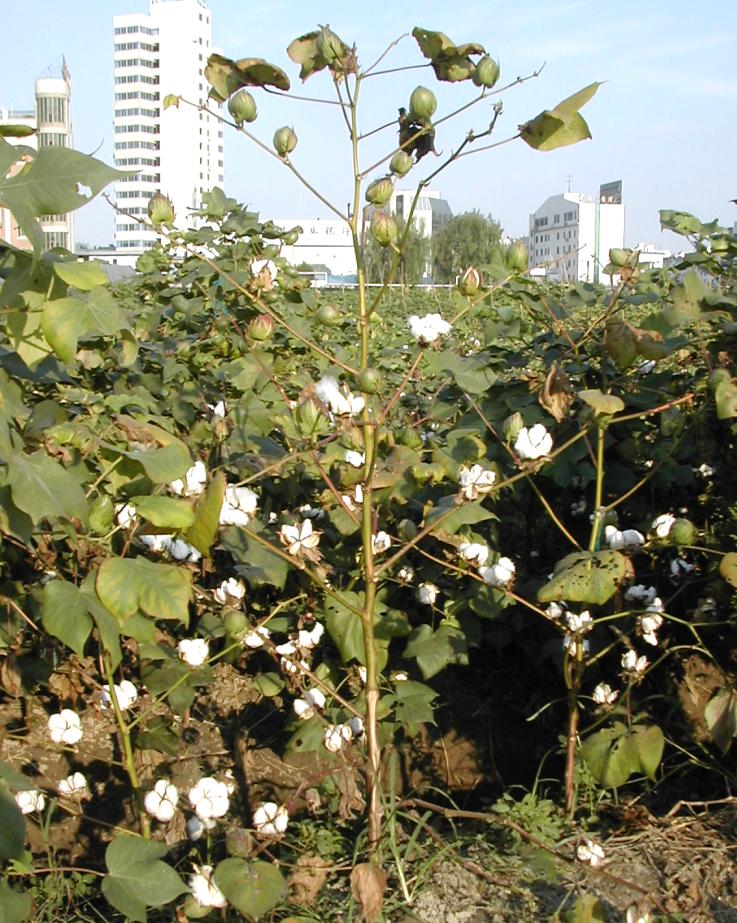 这类植物自花授粉时,常有