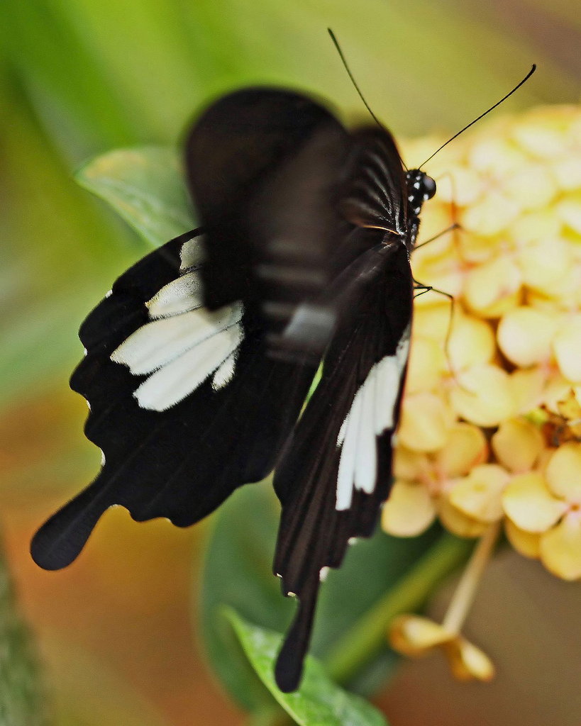  p>玉斑凤蝶 i>papilio helenus /i> (linnaeus, 1758)别名白纹凤蝶
