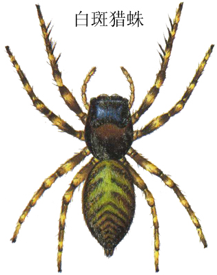 白斑猎蛛