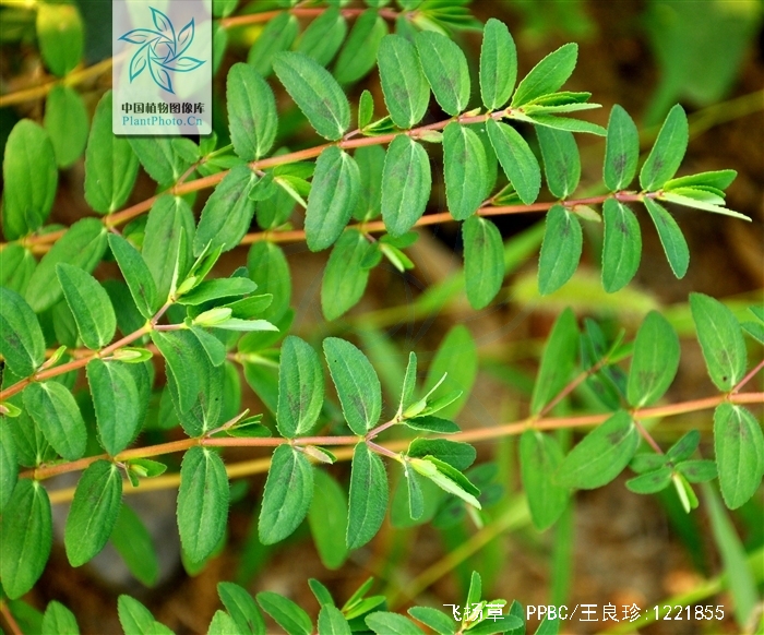  p>飞扬草,中药名.为大戟科植物飞扬草的干燥全草.