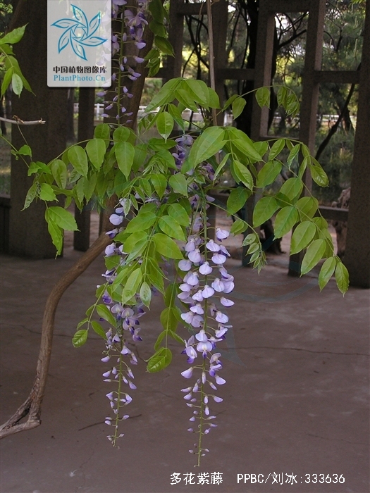  p>多花紫藤(学名: i>wisteria floribunda /i> (willd.) dc.