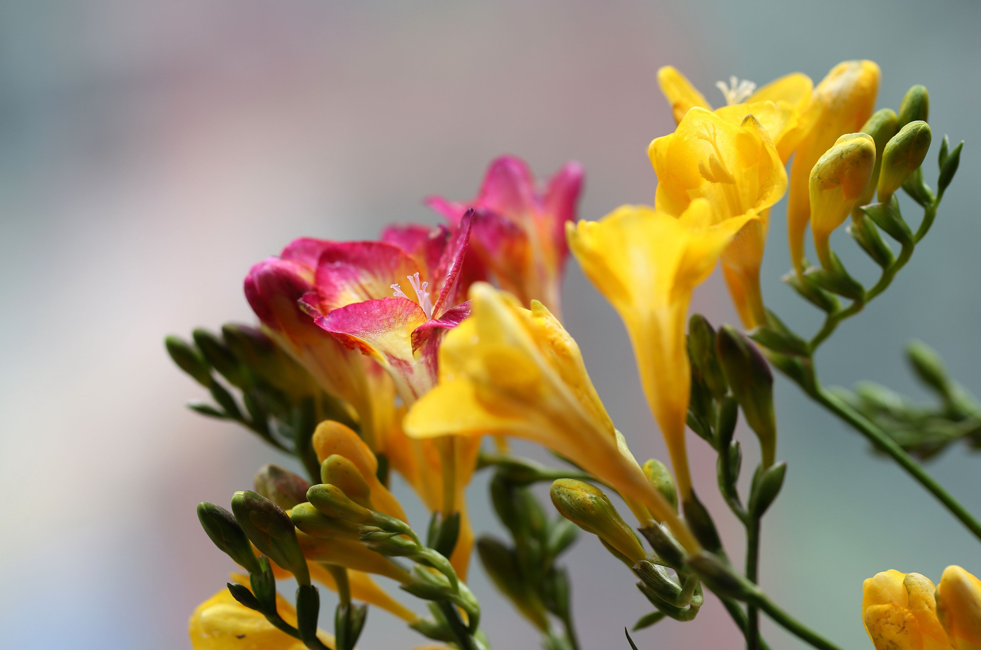  p data-id="txtdoddmkwai">香雪兰( i>freesia hybrida  /i>klatt.