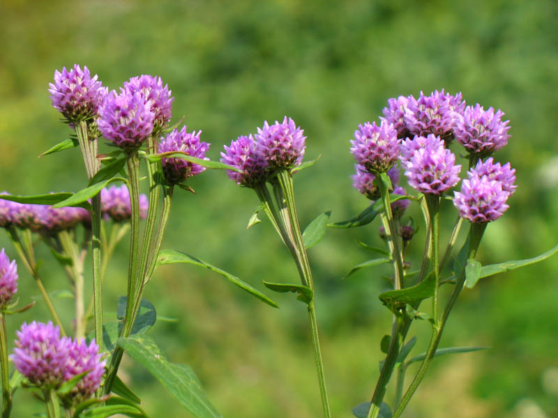  p>城口风毛菊(学名: i>saussurea flexuosa /i>)是 a target="_blank