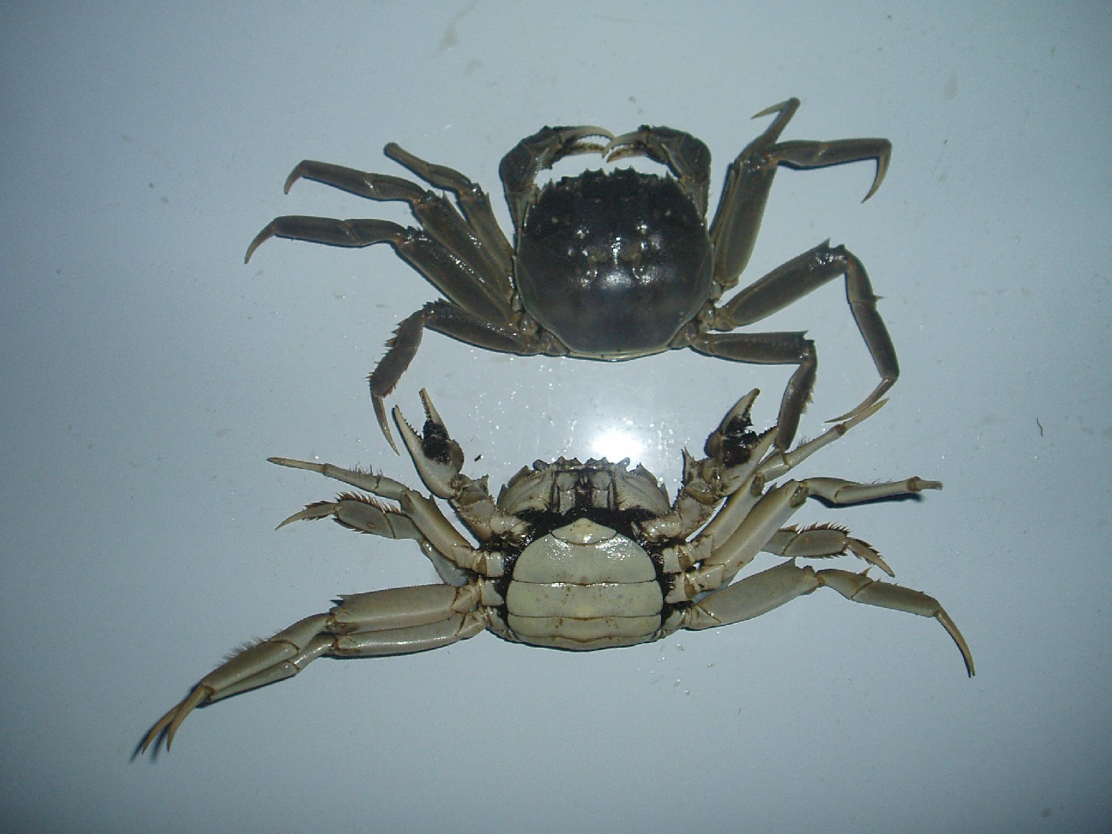 "> span class="ref" data-ctrid="thp2v0b0yvog">毛蟹学名中华绒螯蟹