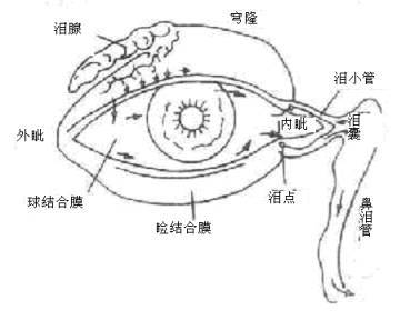 急性出血性结膜炎