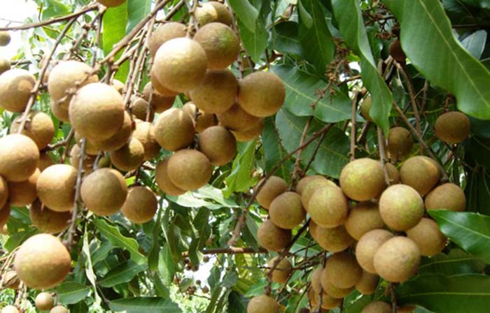 是无患子科龙眼属植物.