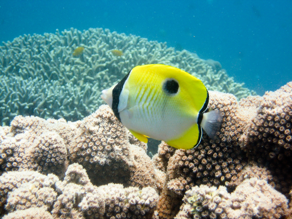  p>单斑蝴蝶鱼(学名:chaetodon unimaculatus).为蝴蝶鱼科蝴蝶鱼属.
