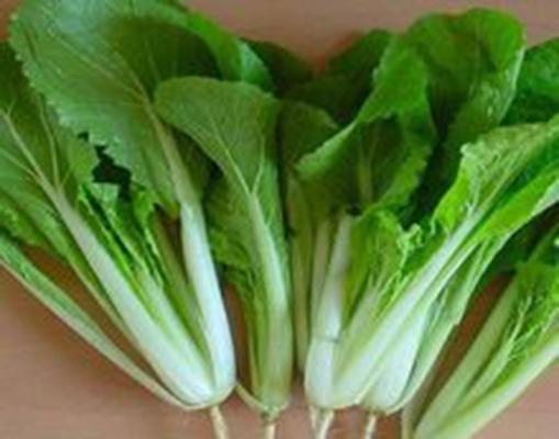 长梗白菜