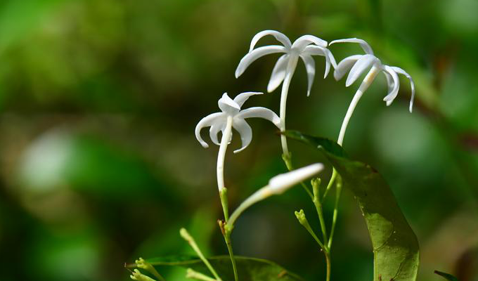  p> a href="#" data-lemmaid="6201101">亮叶素馨 /a>(学名:jasminum