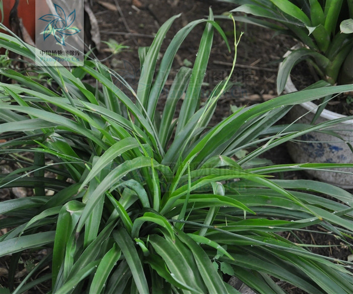  p>吊兰属( a target="_blank" href="/item/学名/8074290" data