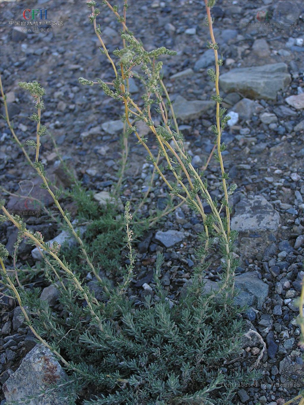  p>地肤( i>kochia scoparia /i> (l.) schrad.