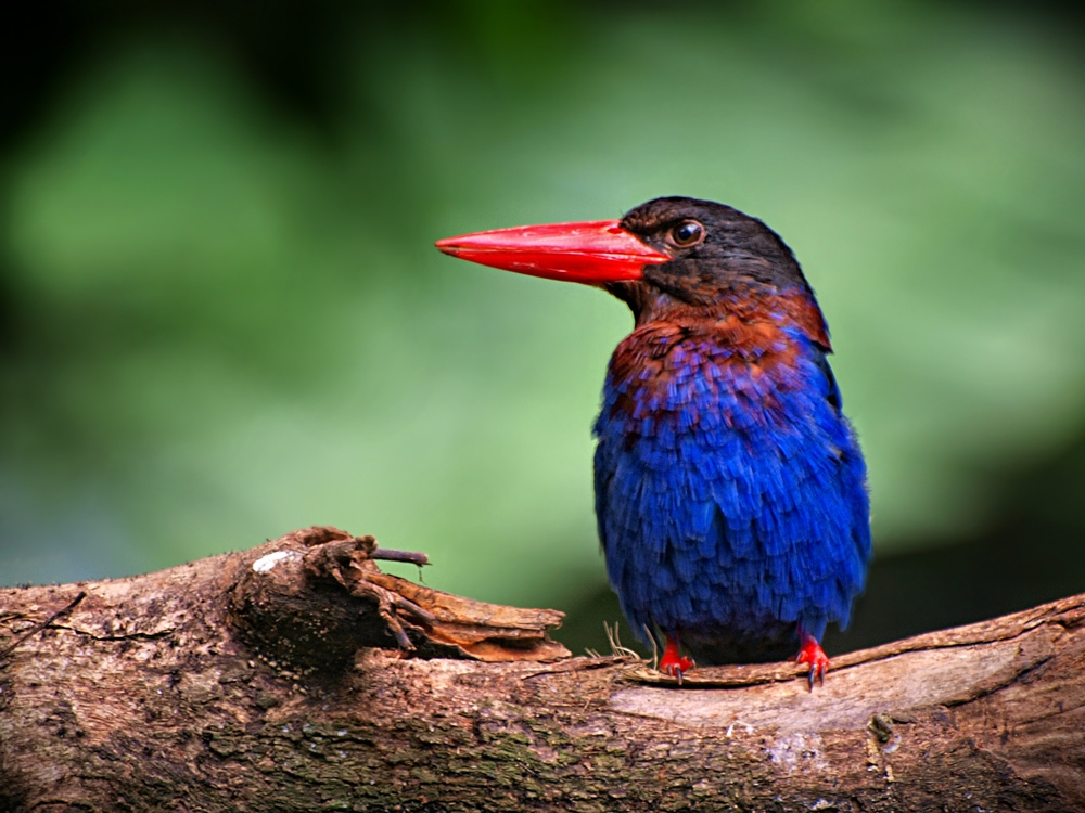  p>爪哇翡翠 a target="_blank" href="/item/科属/17510572" data