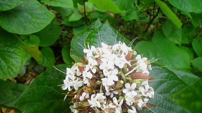  p data-id="tzamtllimhqb">臭茉莉唇是形科大青属 a target="_blank"