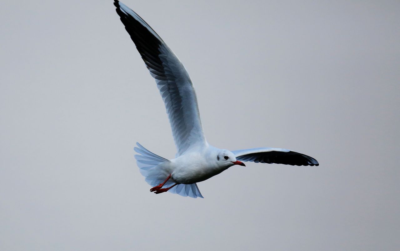 红嘴鸥已成为昆明人民的骄傲!