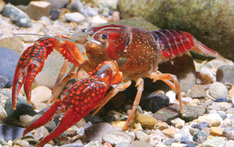  p>小龙虾(学名: i>procambarus clarkii /i>):是甲壳纲,十足目,螯虾