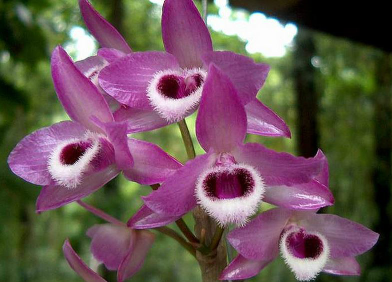  p>紫瓣石斛(学名: i>dendrobium parishii /i>  rchb. f.