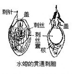  p>卷缠刺丝囊所属现代词,指的是刺细胞,大量藏于体表(特别是触手),胃