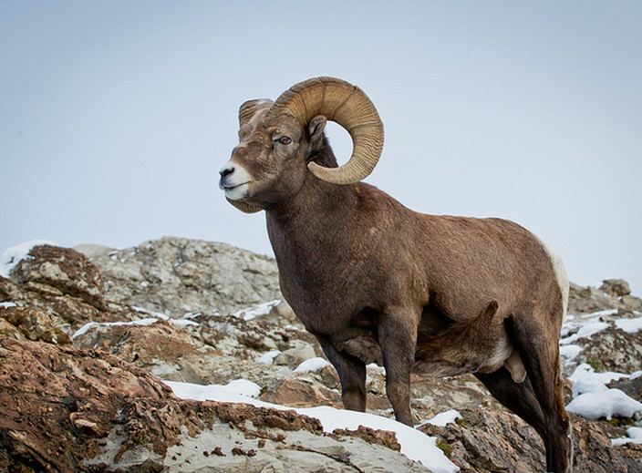  p>落基山大角羊(学名: i>ovis canadensis canadensis /i>):是大角羊