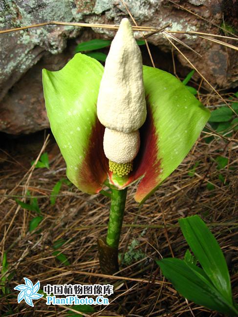 科/6721720" data-lemmaid="6721720">天南星科 /a>魔芋属的植物,是