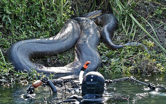  p data-id="gnwisnlh1e">蟒蛇是一种大型原始蛇类,广泛分布于全球的