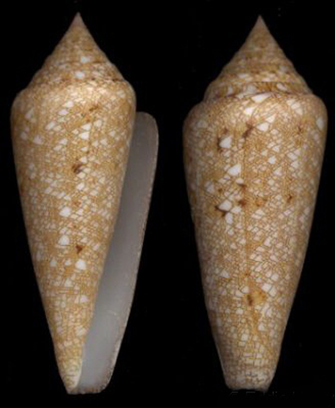  p>海之荣光芋螺(conus gloriamaris )是一种芋螺科cylinder属类生物