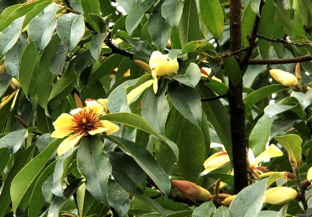  p>峨嵋含笑(学名: i>michelia wilsonii  /i>finet et gagn.