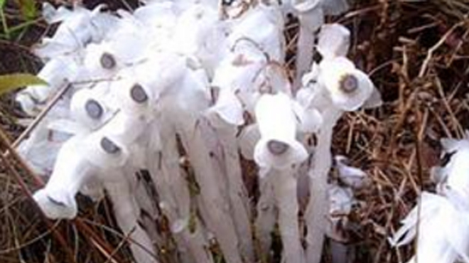 eremotropa sciaphila h. andr.