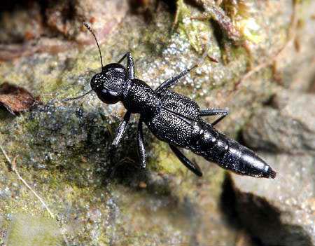  p data-id="t7kxoguycnpg">隐翅虫科突眼隐翅虫亚科束毛隐翅虫属的一