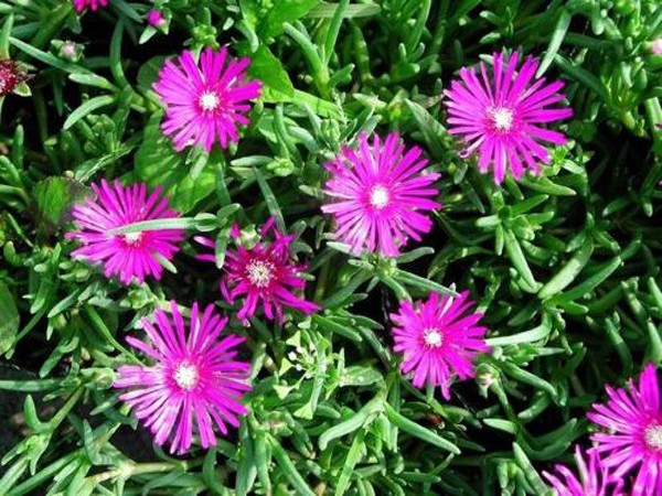  p>三色松叶菊株高仅10cm,主茎短,分枝多,组成茂密的多花株丛.