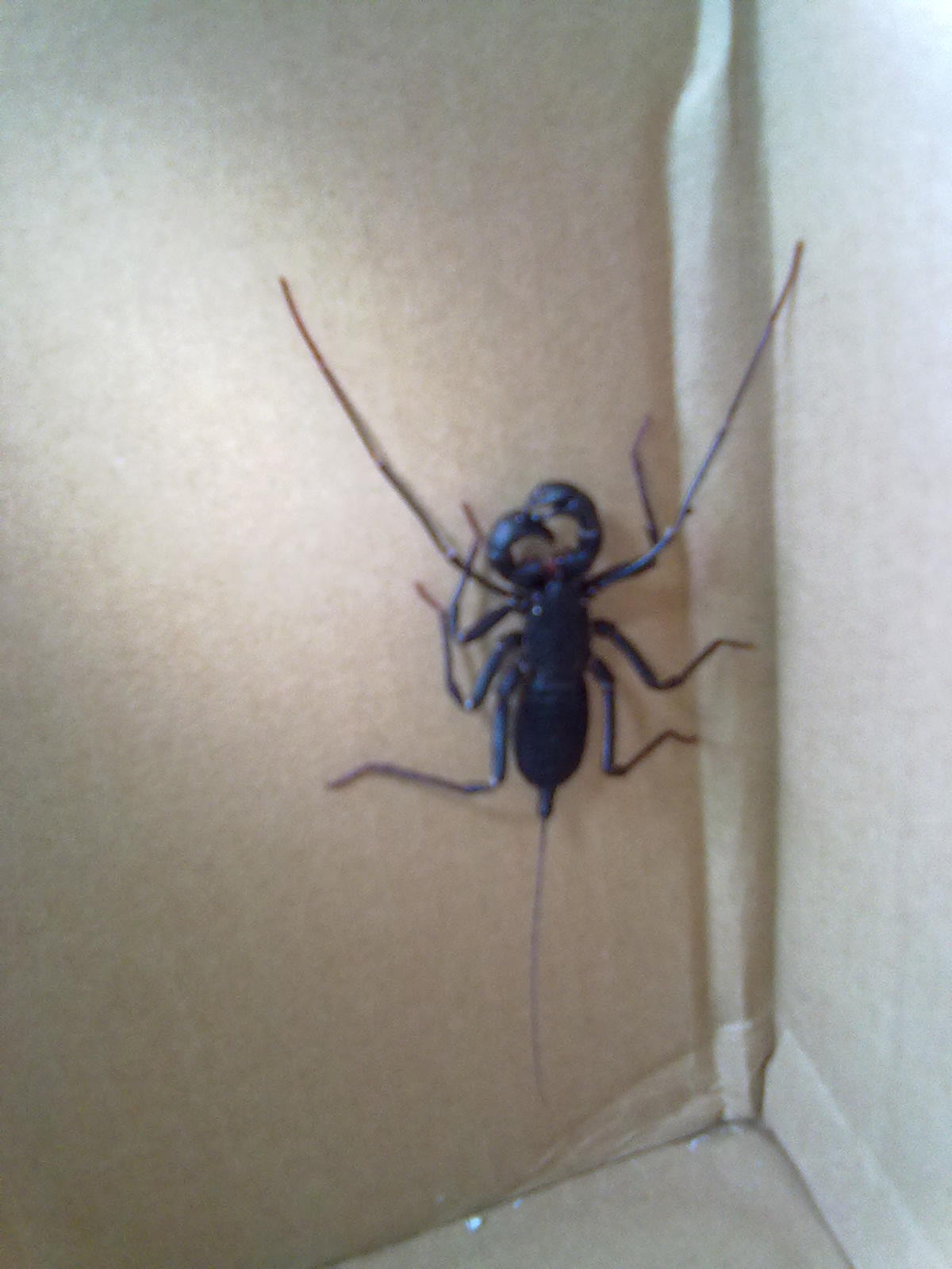  p>鞭尾蝎(whip scorpion)为演化於三亿年前的小型掠食者,今日尚存.