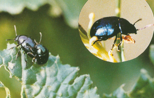  p>大猿叶虫, a target="_blank" href="/item/十字花科/282107" data