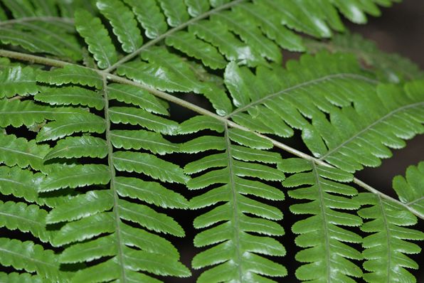 tryon),别名蛇木,是 a target="_blank" href="/item/桫椤科/1378994