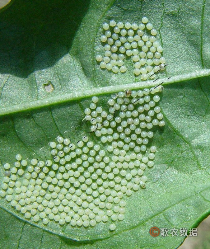  p>见豆科害虫——大豆毒蛾. /p>