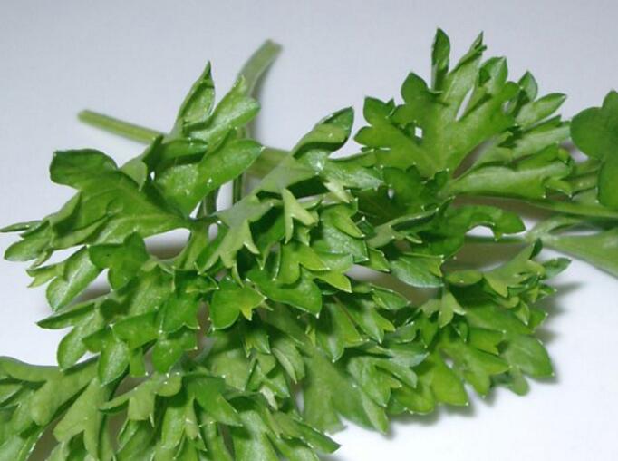  p>短果茴芹(学名: i>pimpinella brachycarpa /i> (kom.