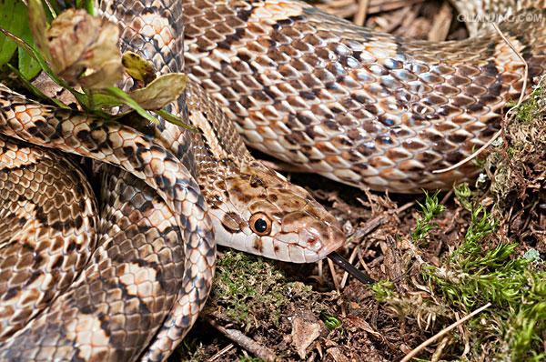  p>线虫动物门是动物界中最大的 a target="_blank" href="/item/门