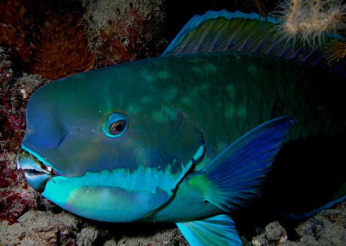 鹦鹉鱼(学名:amphilophus)或称<a target="