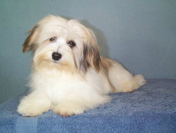 哈威那犬为什么很少