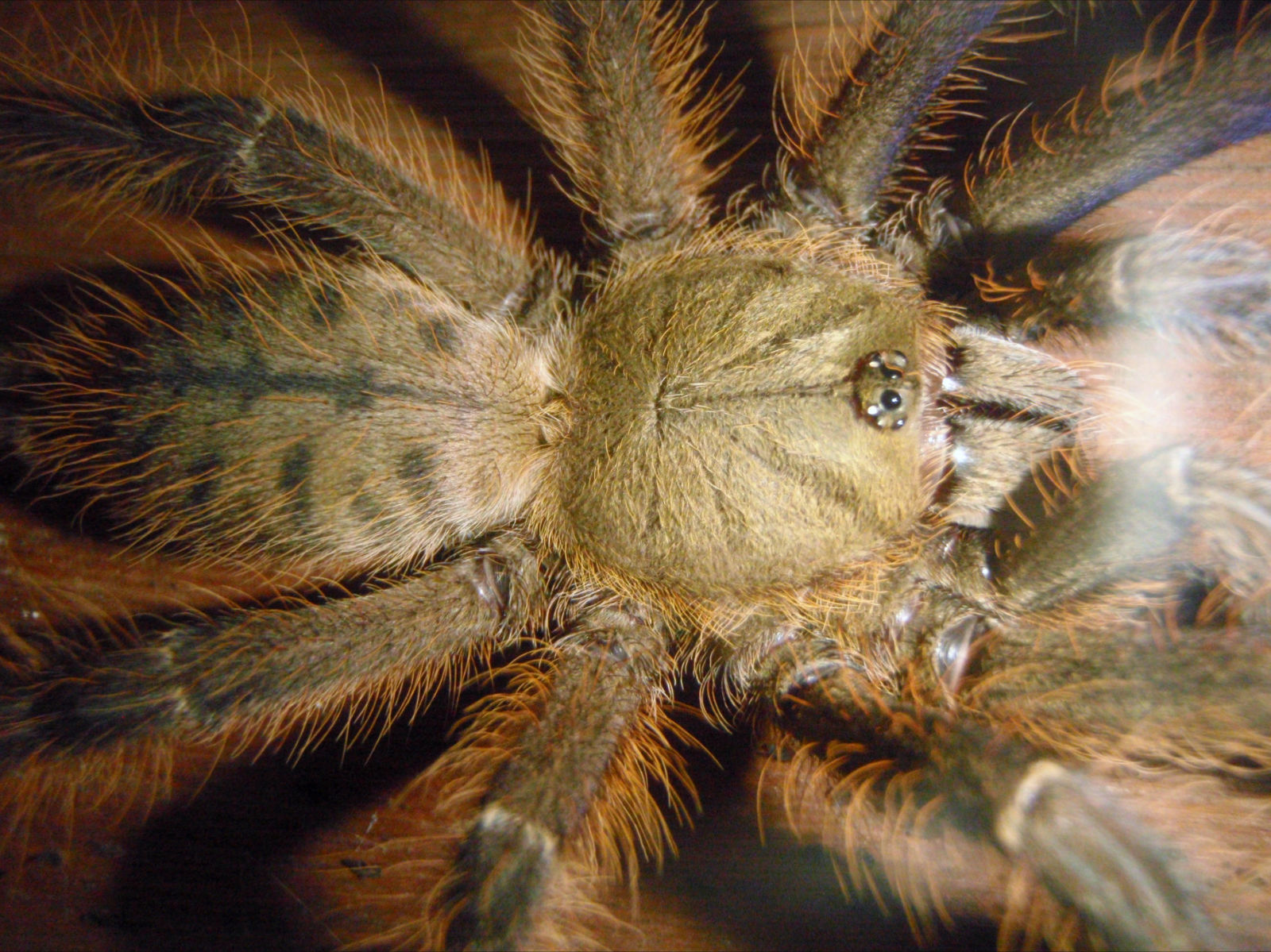  p>蜘蛛是陆地生态系统中最丰富的捕食性天敌,在维持农林生态系统稳定