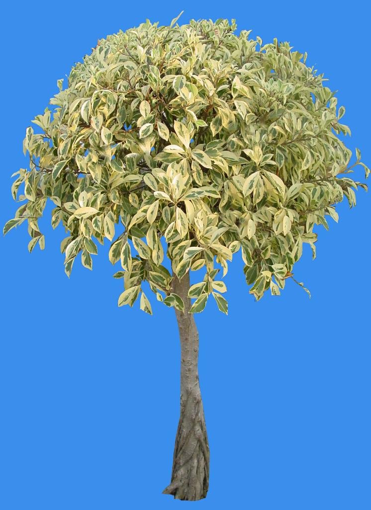  p data-id="gnbispdsjy">花叶榕(ficus microcarpa variegata)是桑