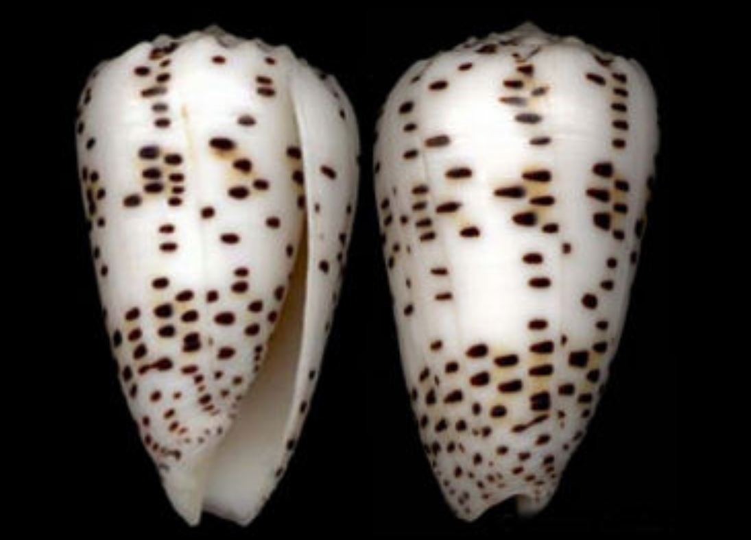  p>黑原芋螺(学名:asprella kuroharai)花纹清晰,贝壳厚实.