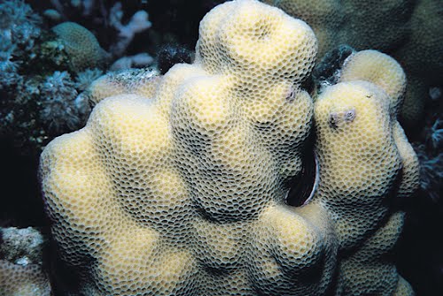 p>瘤形滨珊瑚, i>porites nodifera /i>(klunzinger,1879),是一种刺