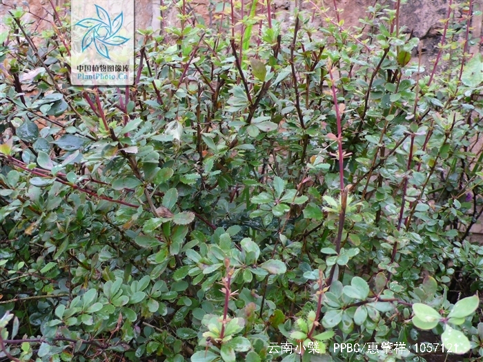 云南小檗