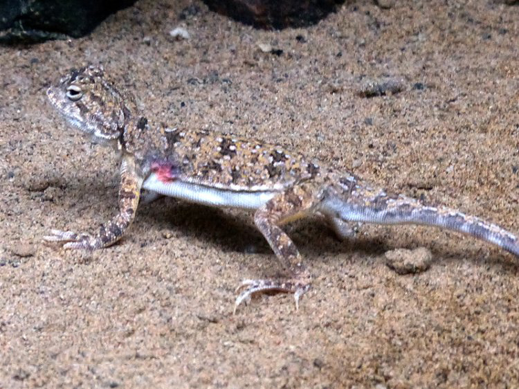  p>红原沙蜥(学名: i>phrynocephalus vlangalii hongyuanensis /i>)