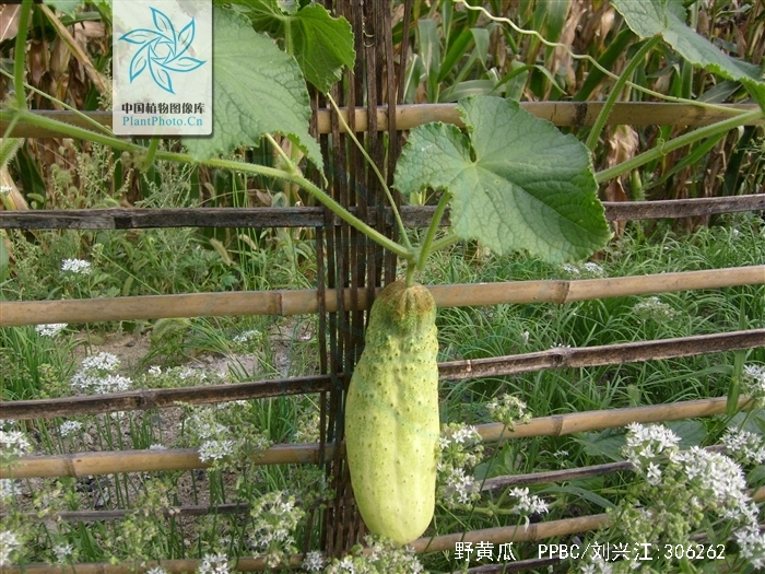 野黄瓜