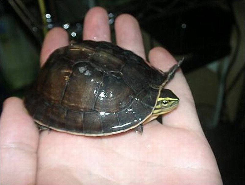 种中等大小的黑色淡水龟,因为颜色单调,不美观 ,有人称之为 "牛屎龟"